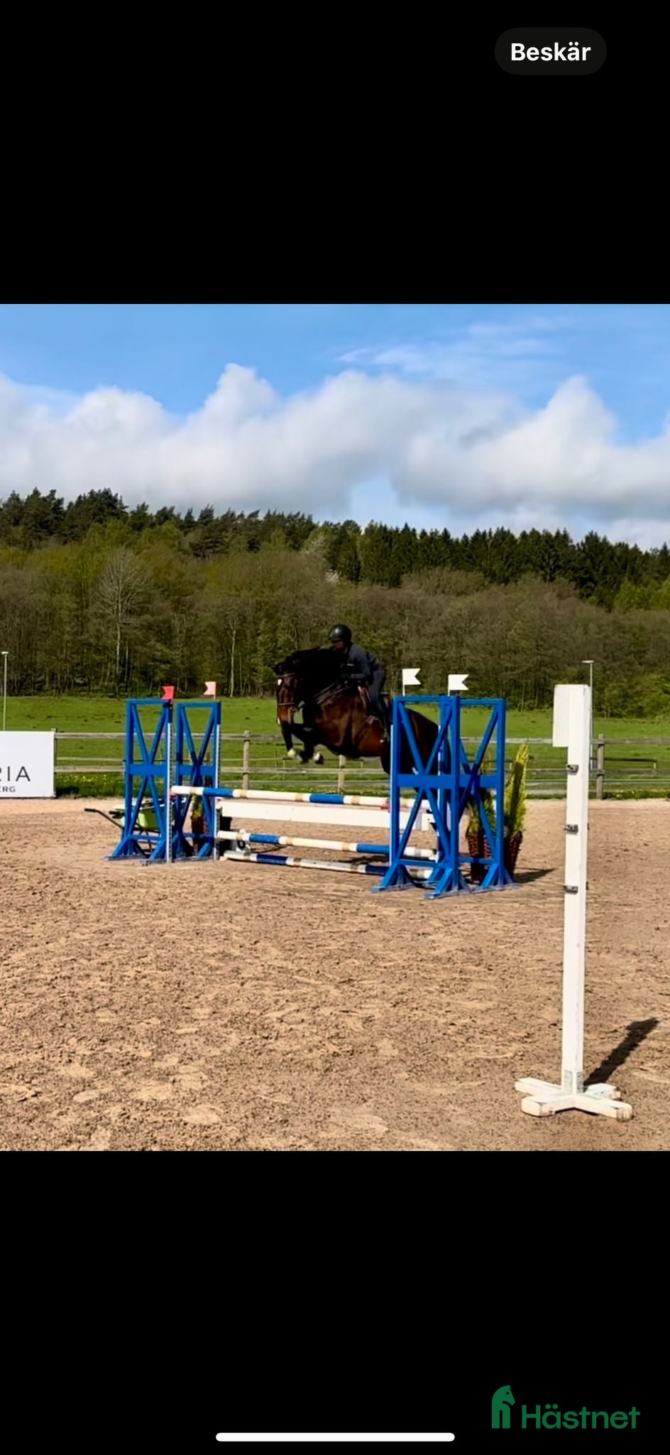 hästservice Samarbete/ rehab / tillridning / inridning  i Ödsmål - Annons 9
