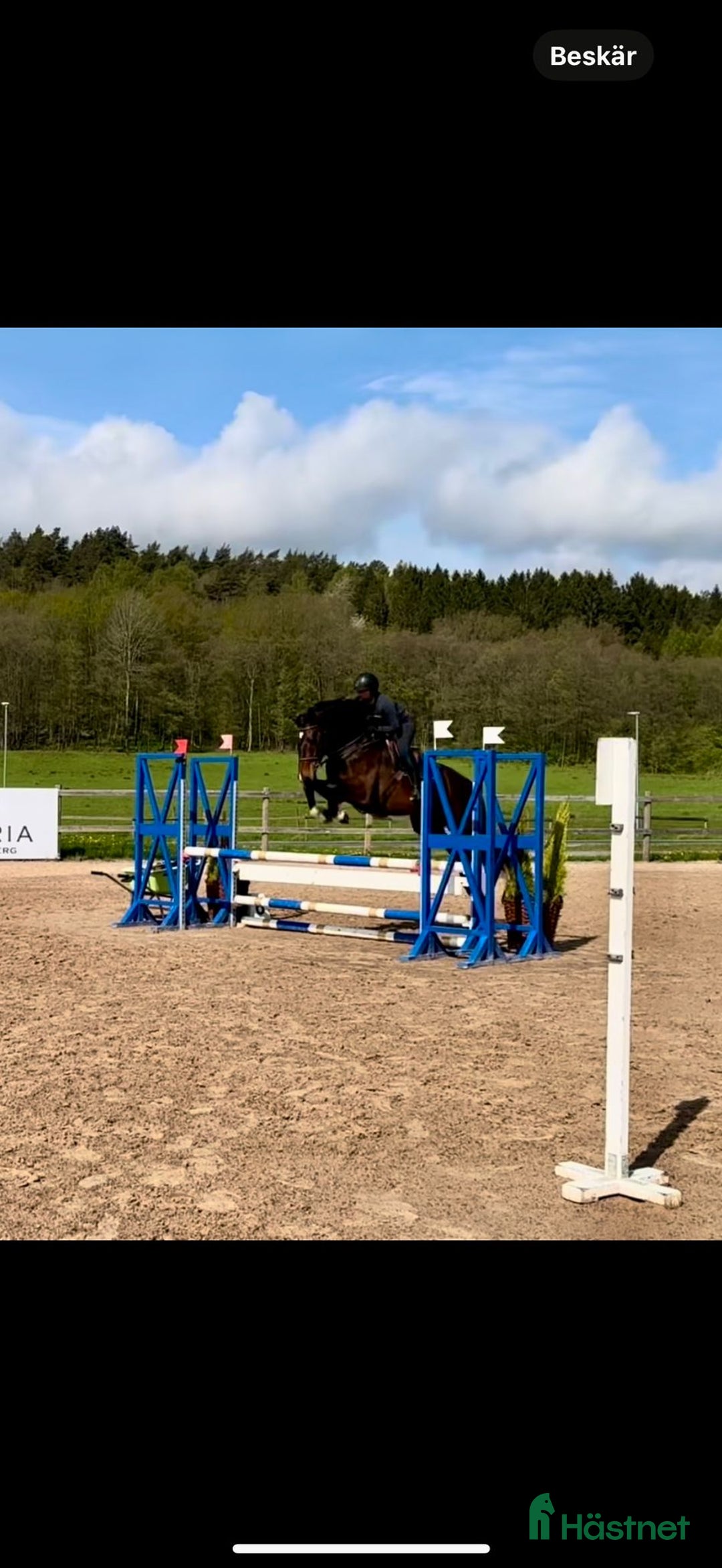  hästservice finnes: Samarbete/ rehab / tillridning / inridning  i Ödsmål - Annons 1