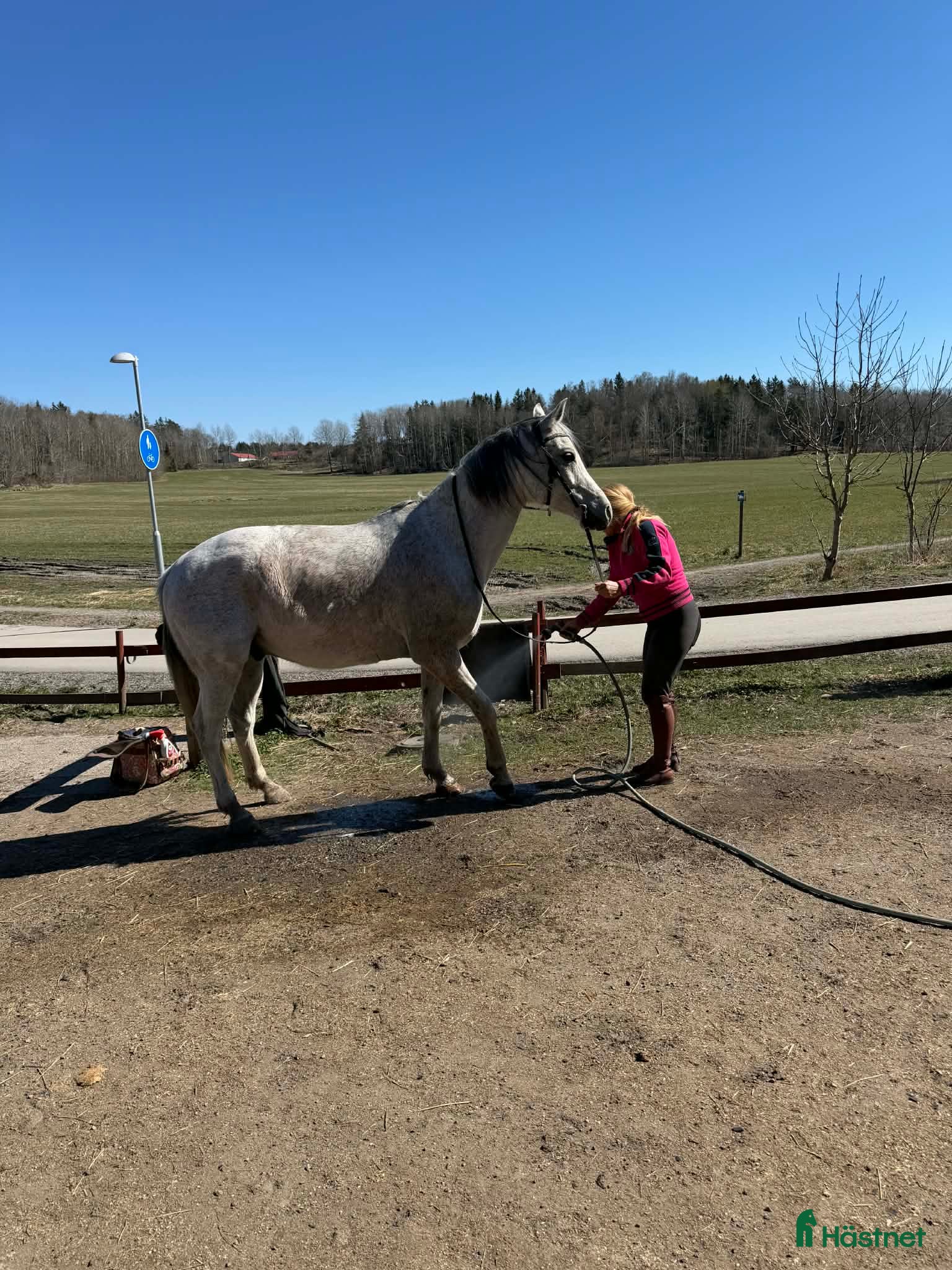  hästar Vänlig, vaken och kommunikativ - Annons 2