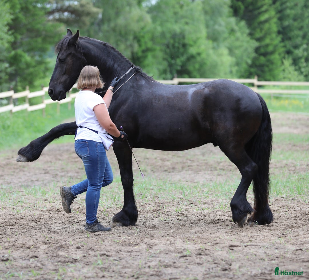 Allround hästar till salu: **Exceptional Horse for Sale** - Annons 7