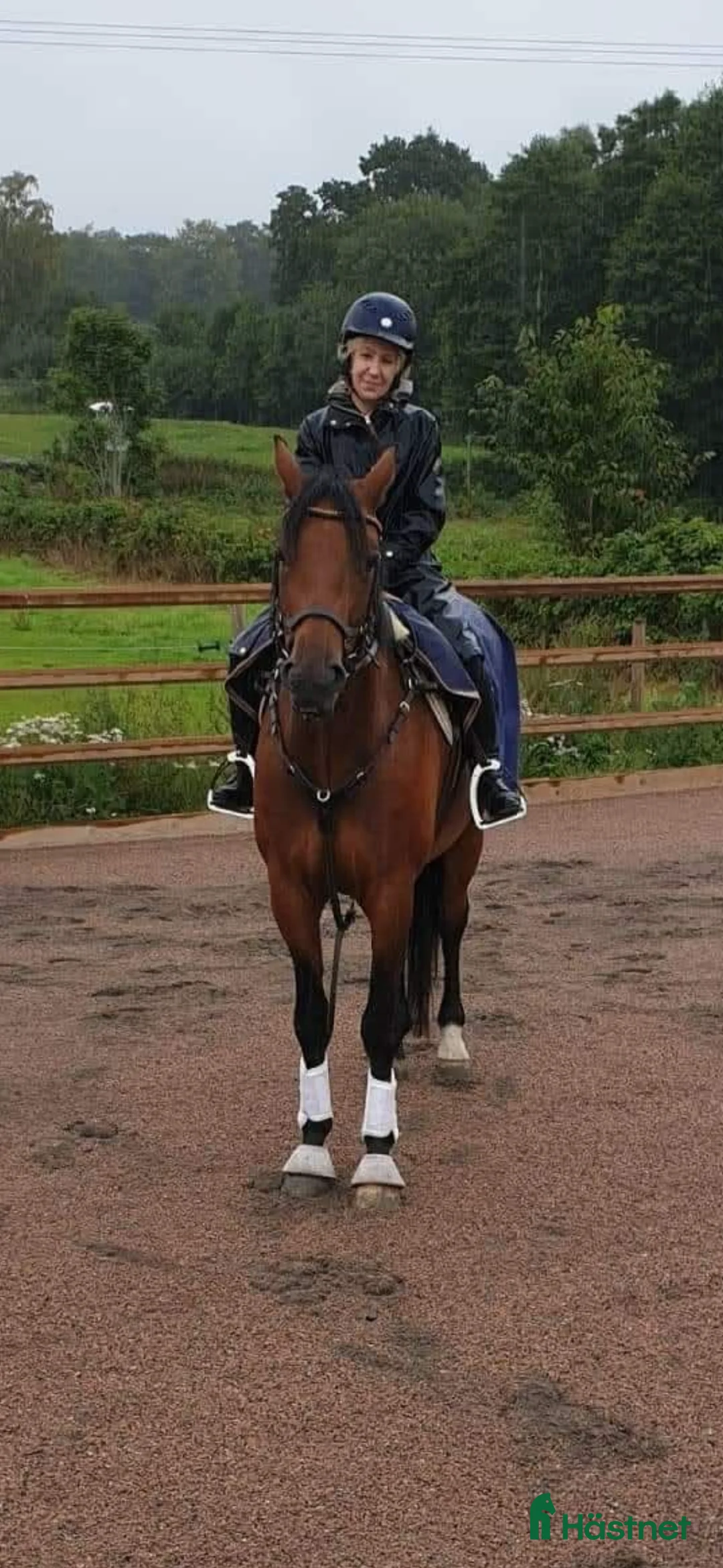 Allround hästar till salu: Välriden fin häst  i Tomelilla - Annons 3