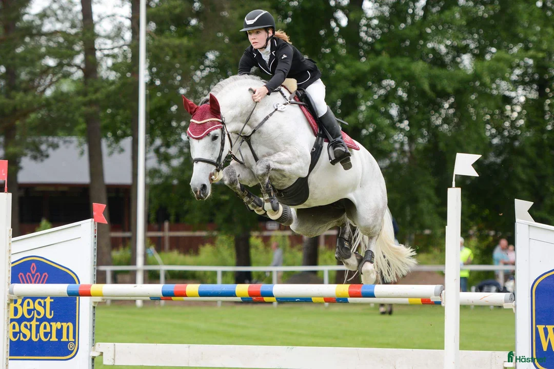 Avelshästar hästar till salu: Avel eller hobby  - Annons 2