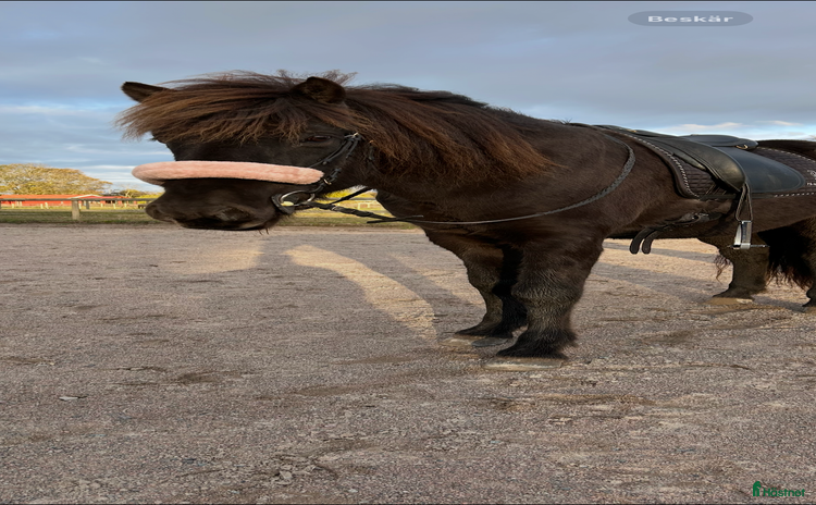  hästar i Färjestaden - Annons 2