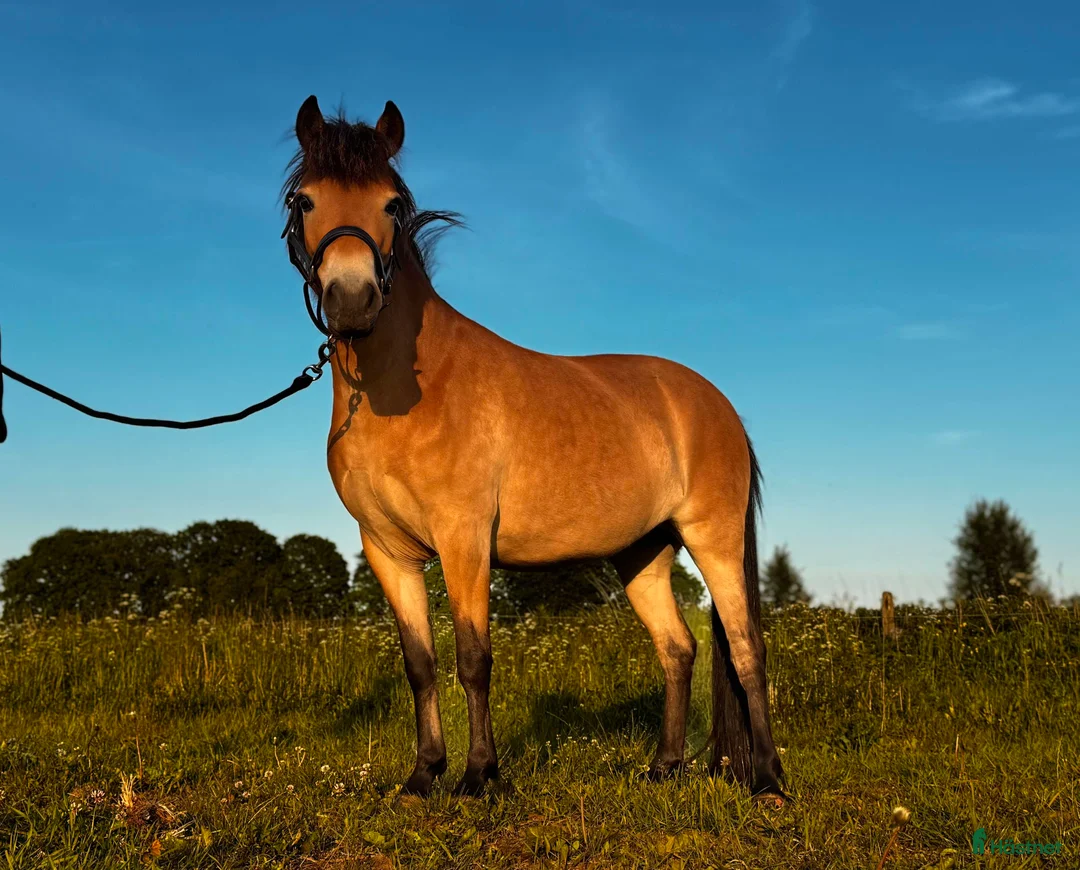 Trav hästar till salu: Trevligt ungponnysto - Annons 3