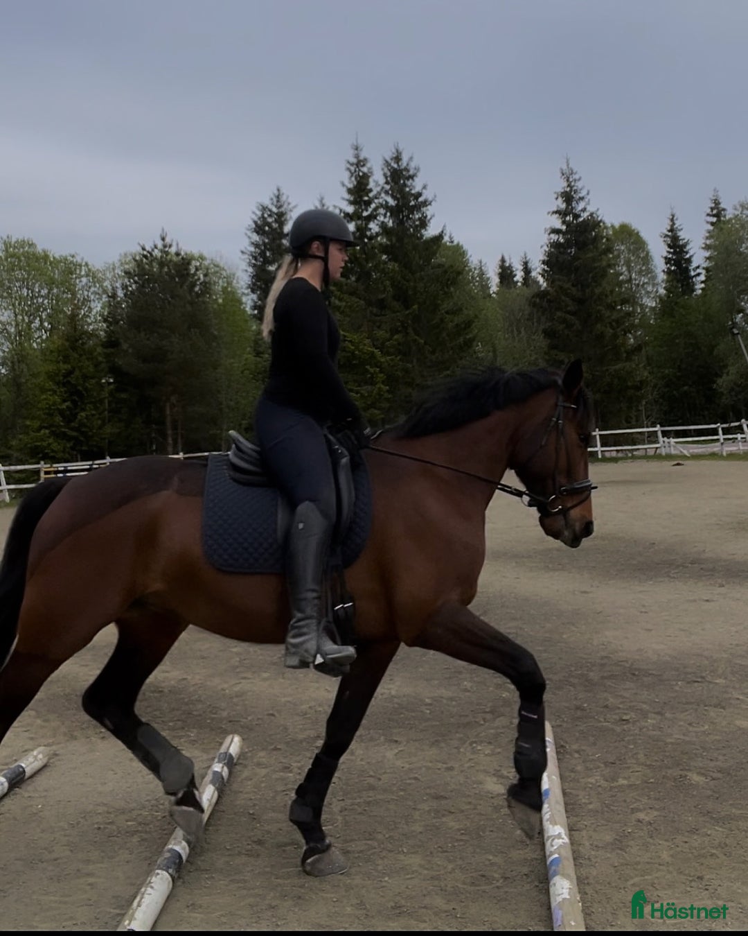 Allround hästar till salu: En bästa vän söker nytt hem i Borås - Annons 2