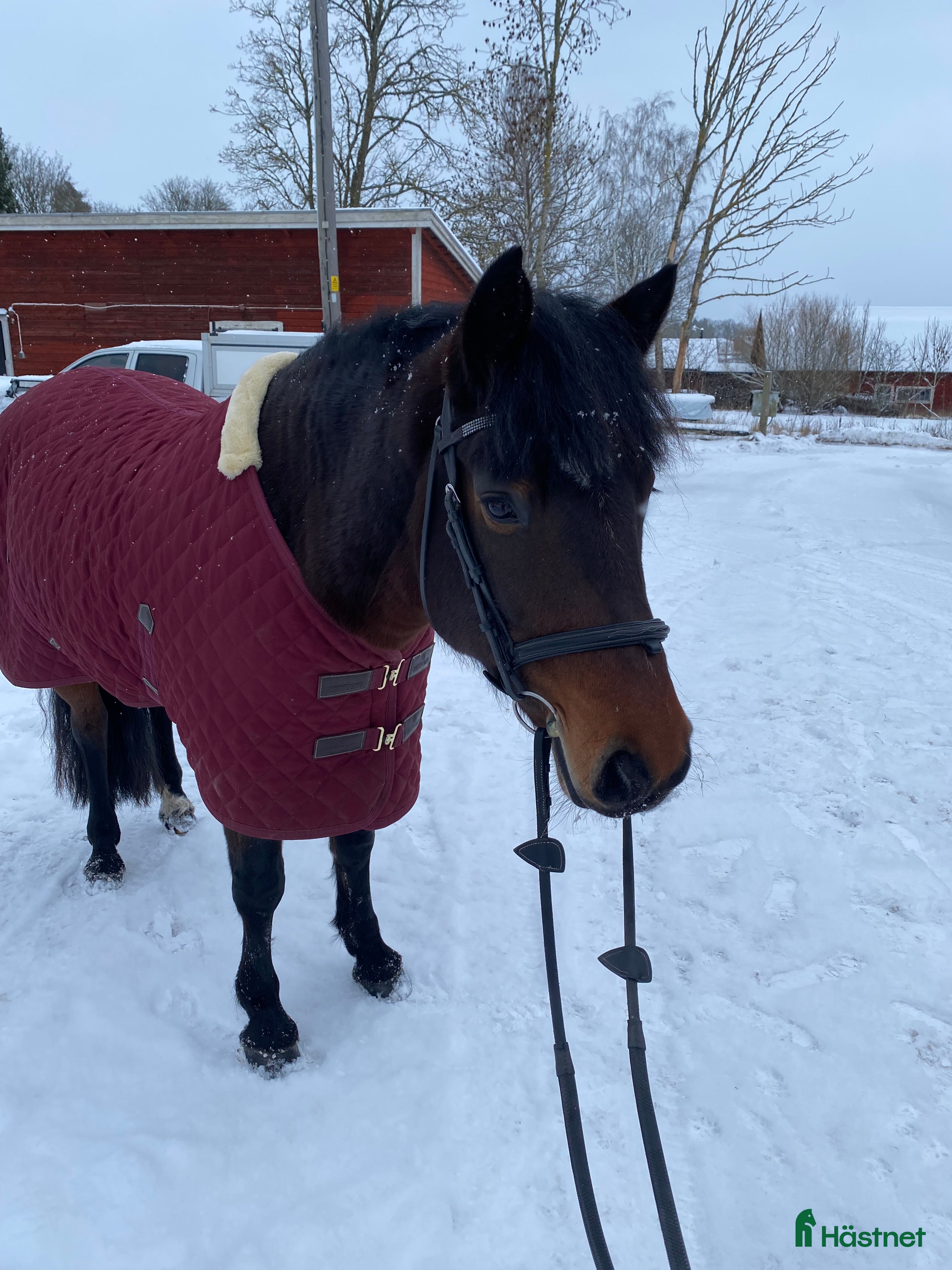  hästar Fin d ponny för sällskap och enklare ridturer i Vreta Kloster - Annons 16