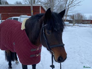 hästar Fin d ponny för sällskap och enklare ridturer i Vreta Kloster - Annons 6