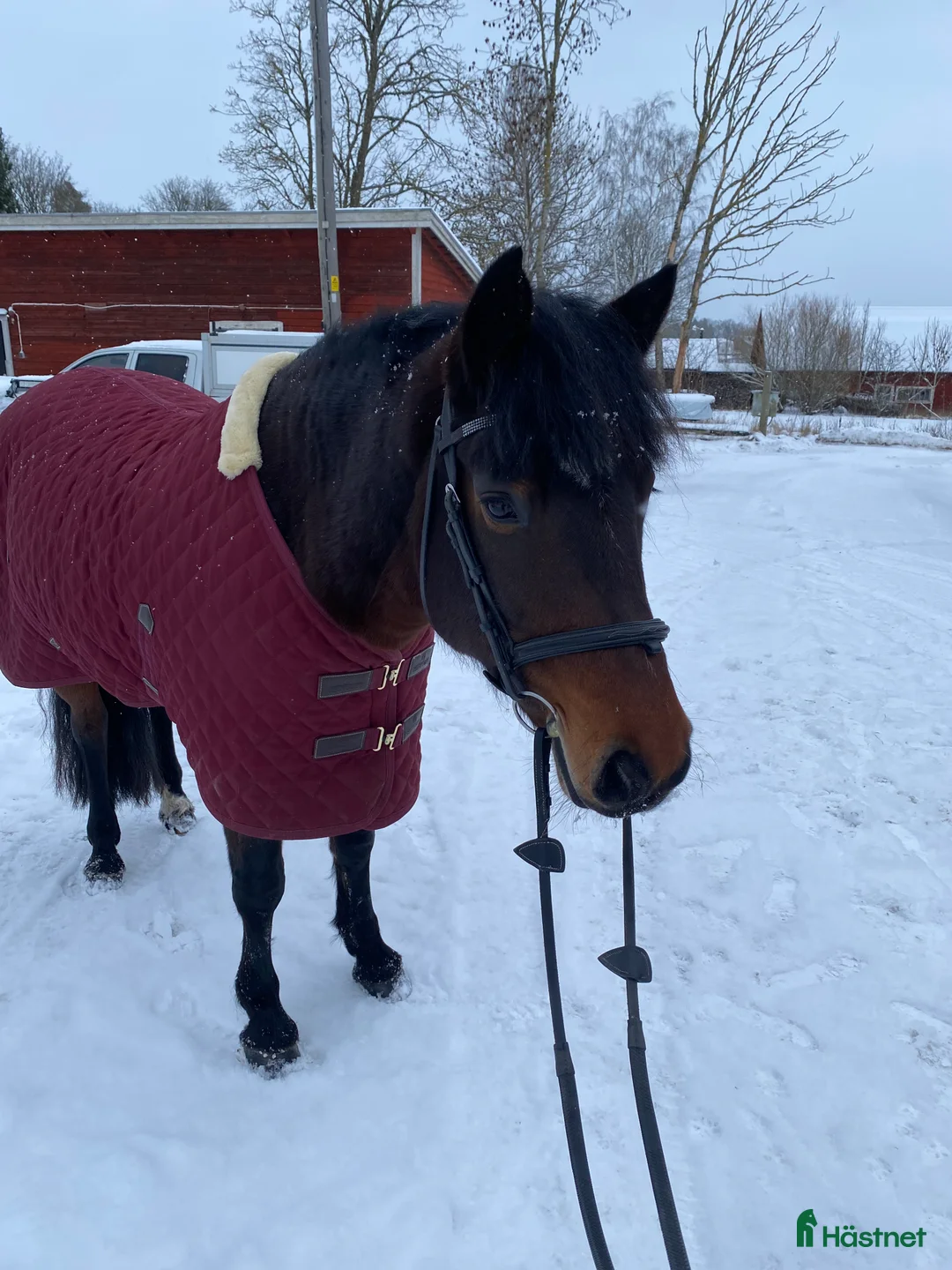 Sällskap hästar till salu: Fin d ponny för sällskap och enklare ridturer i Vreta Kloster - Annons 1