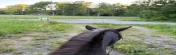 stallplats finnes: Lösdrift - Annons 8