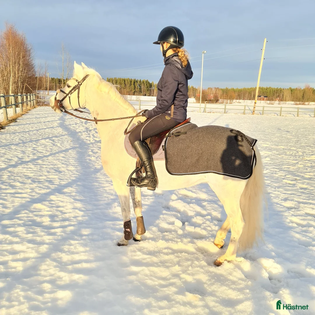 Allround hästar till salu: Bästa allround ponnyn - Annons 4