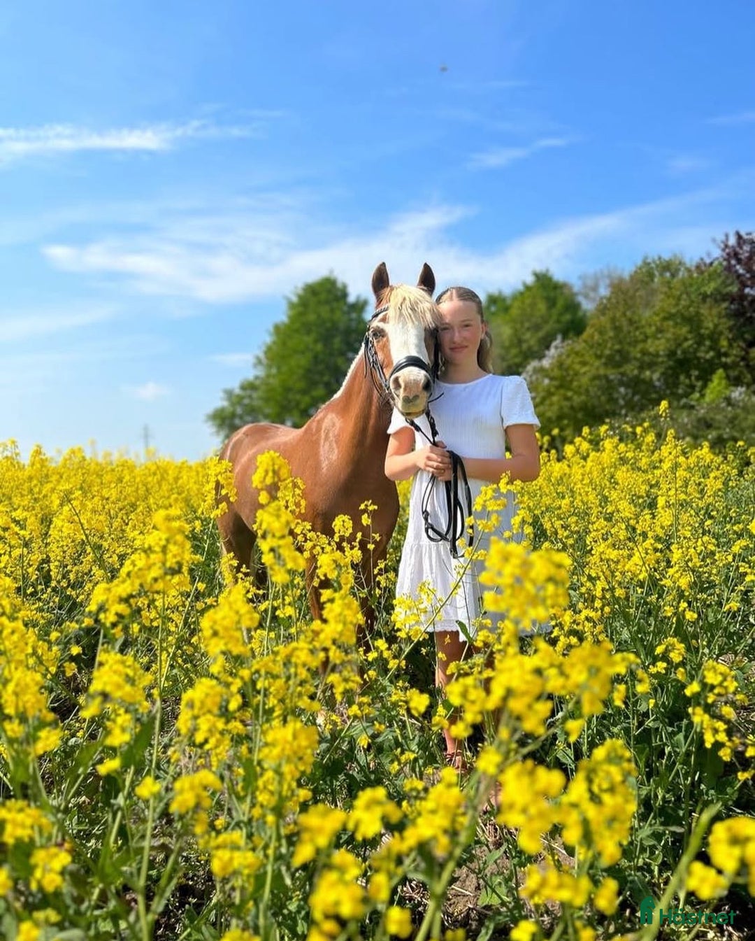 Dressyr hästar till salu: Vacker b-ponny dressyr inriktning till salu  i Asmundtorp - Annons 4