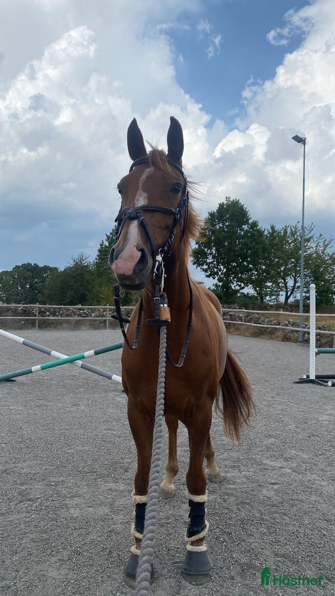 Dressyr hästar till salu: Fynd för ambitiös ryttare! i Falköping - Annons 2