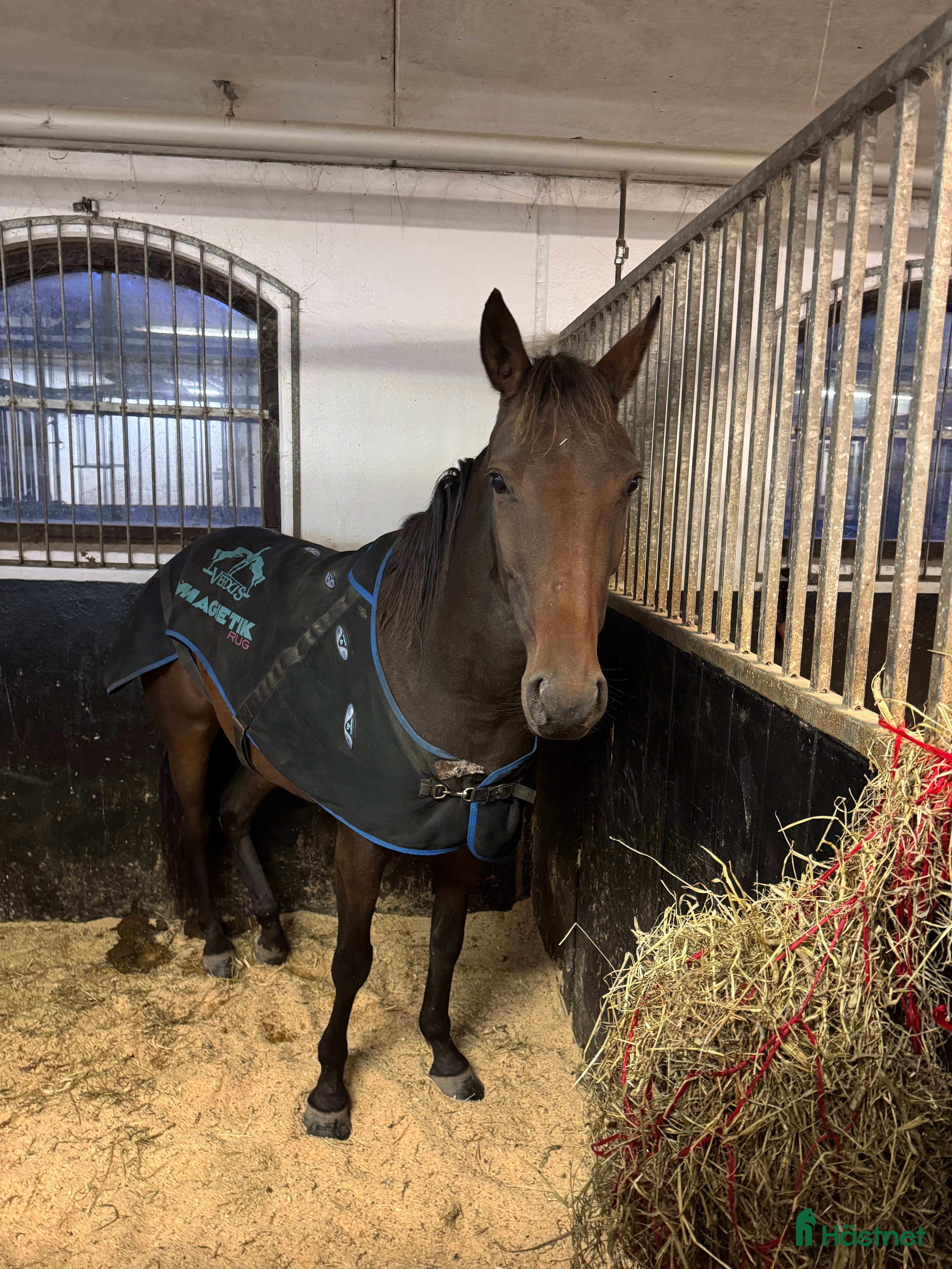  hästar Super snällt sto  i Vänersborg - Annons 16