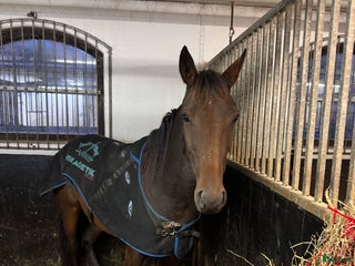 hästar Super snällt sto i Vänersborg - Annons 16