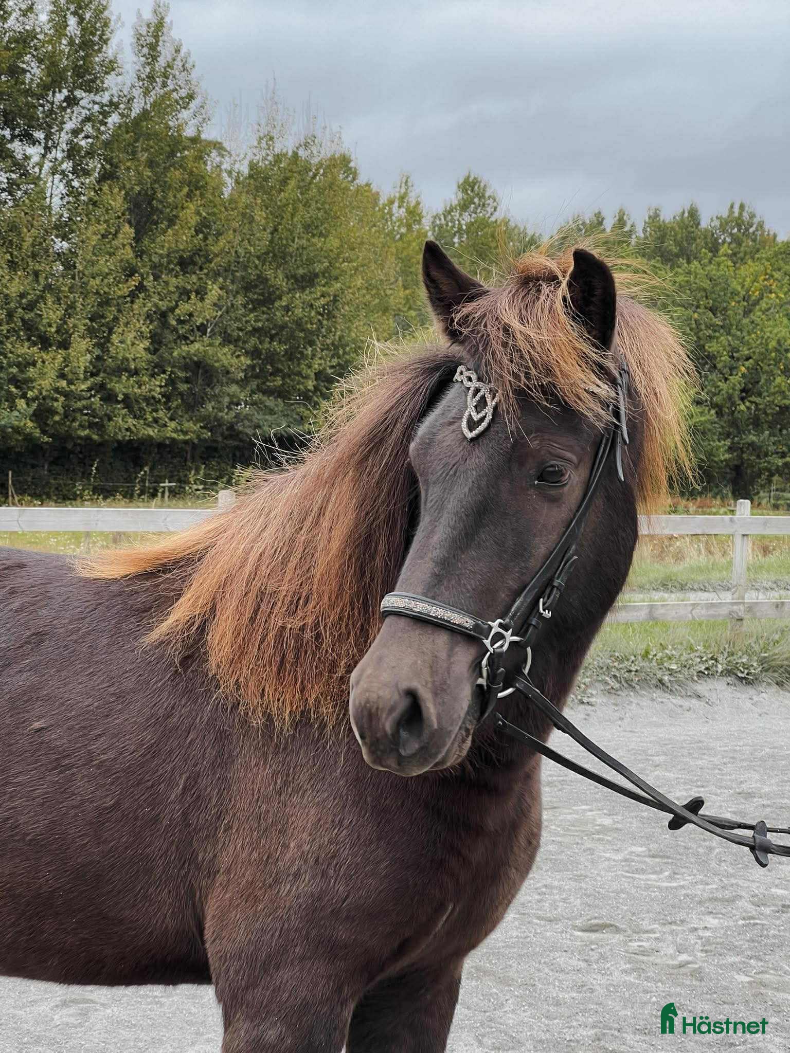  hästar Islandssto 5 år - Annons 2