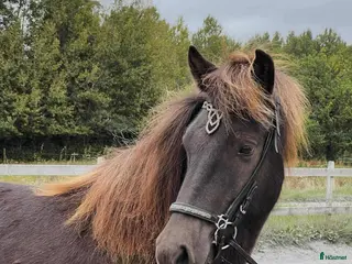 hästar Islandssto 5 år - Annons 2