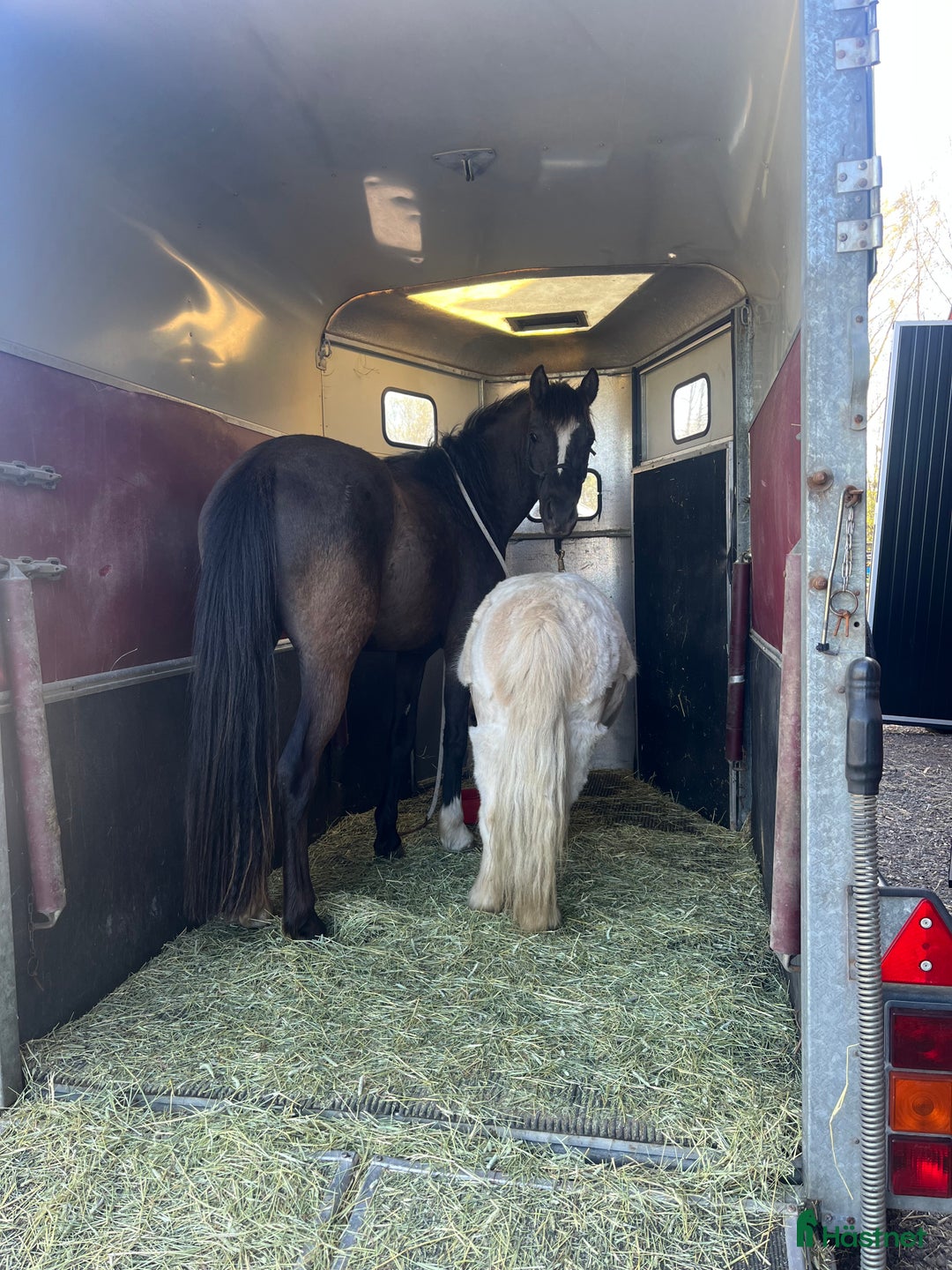 Allround hästar till salu: Blivande tävlingsponny eller lyxig hobbyhäst i Borlänge - Annons 4