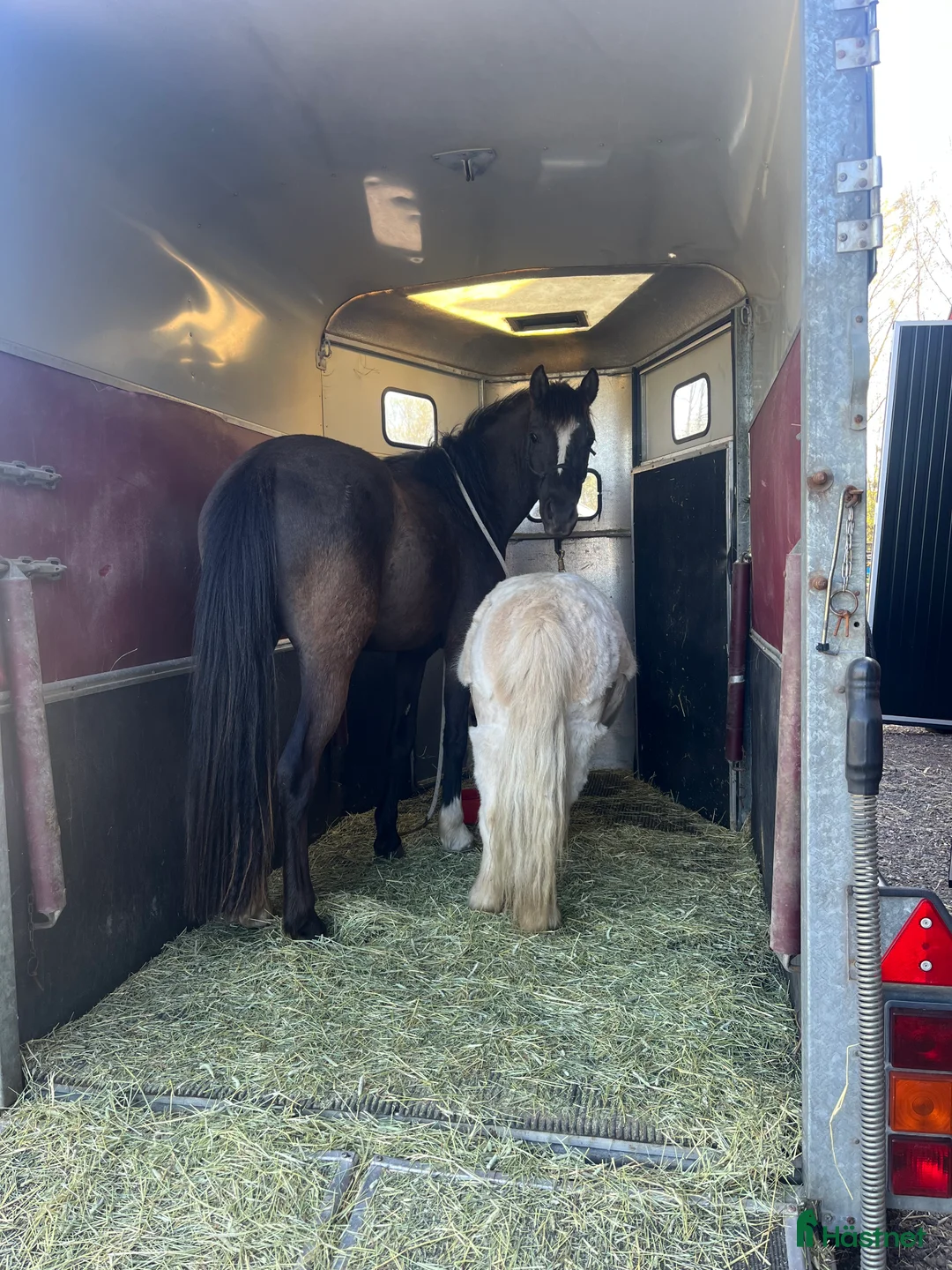 Allround hästar till salu: Blivande tävlingsponny eller lyxig hobbyhäst - Annons 5