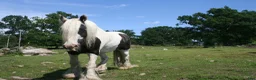 Allround hästar till salu: Vacker Irish Cob valack. - Annons 3