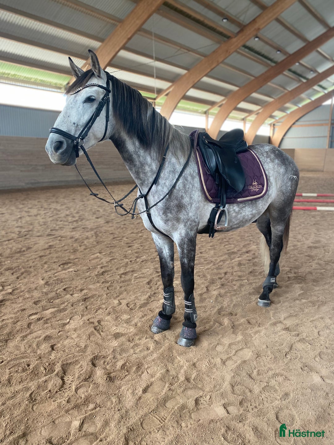 Allround hästar till salu: Superfin PRE valack  i Borlänge - Annons 5