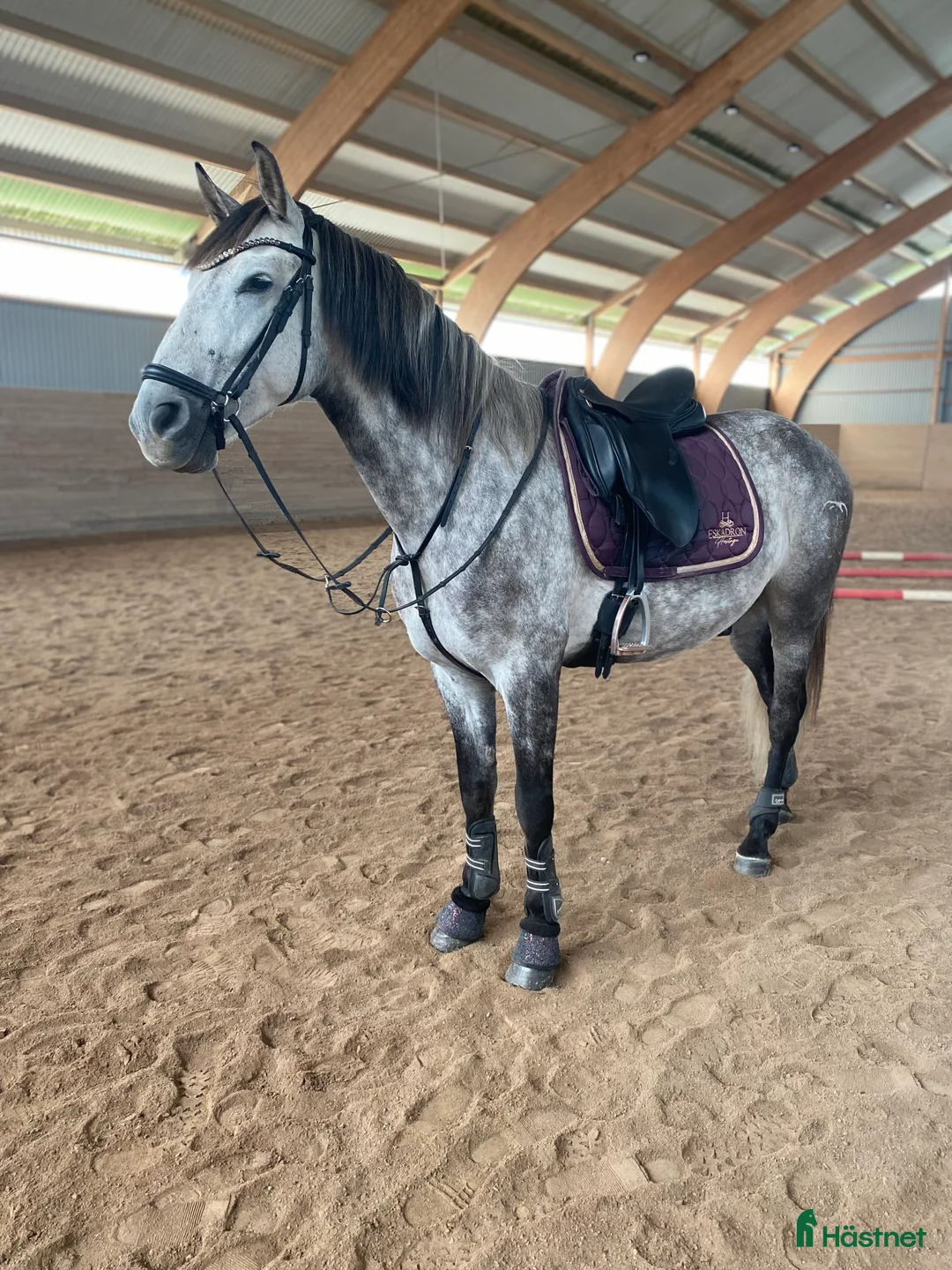 Allround hästar till salu: Superfin PRE valack  - Annons 4