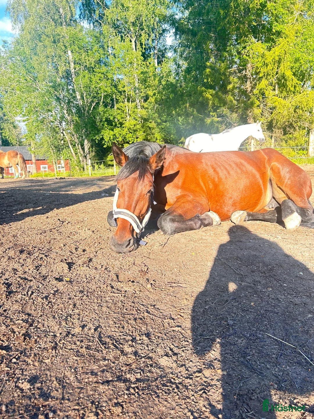 Allround hästar till salu: 🤍 Söker 5-stjärnigt hem till underbart sto 🤍 - Annons 4