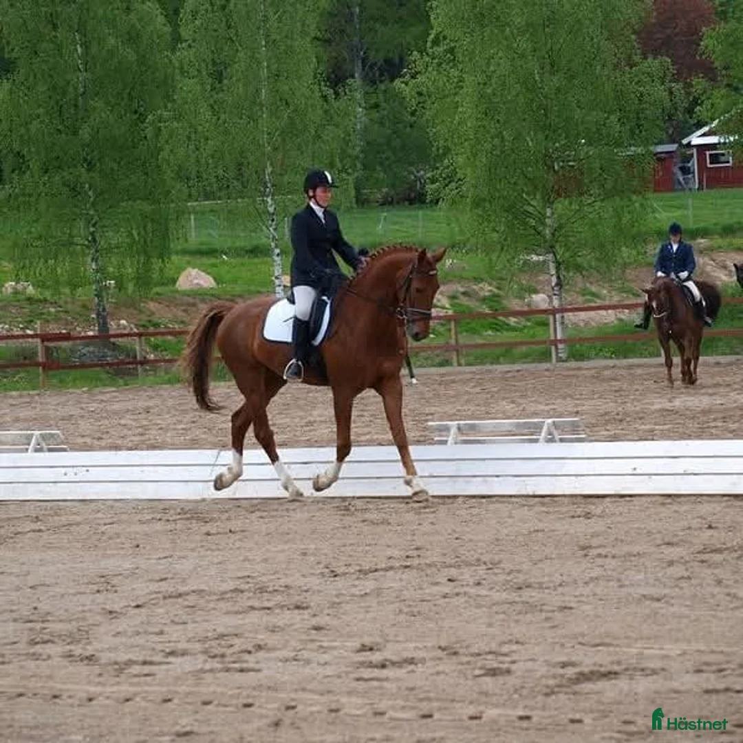  hästservice finnes: Inridning/utbildning/tävling - Annons 2