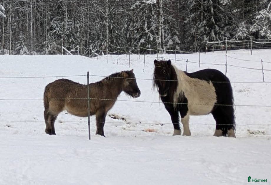  hästar Härlig kille ! i Edsbyn - Annons 6