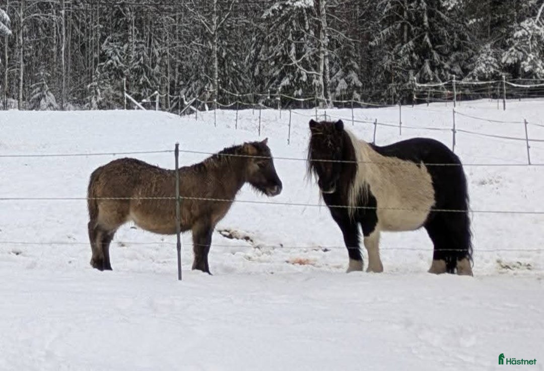 Allround hästar till salu: Härlig kille ! i Edsbyn - Annons 1