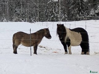 Allround hästar till salu: Härlig kille ! i Edsbyn - Annons 2