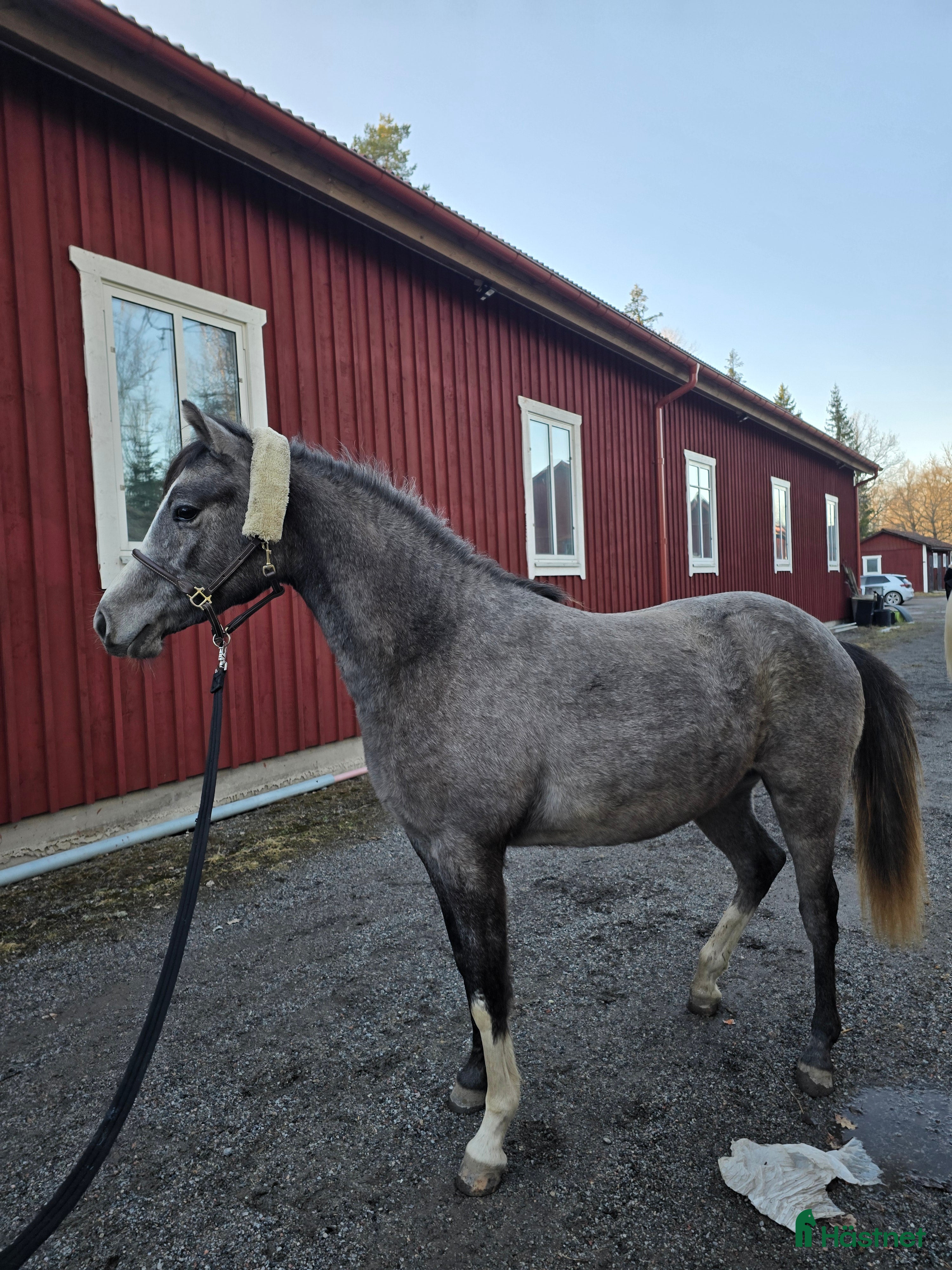  hästar Superfin tvååring - Annons 1