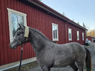 hästar Superfin tvååring - Annons 2