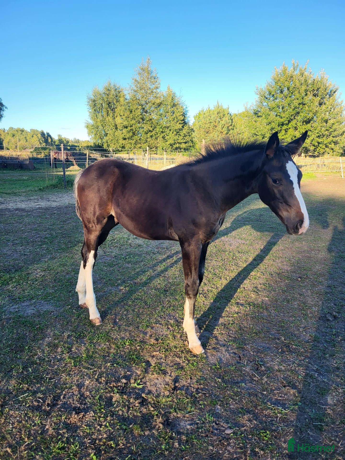  hästar Snygg hingst  - Annons 13