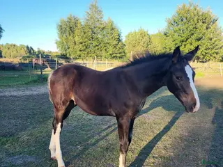 hästar Snygg hingst - Annons 13