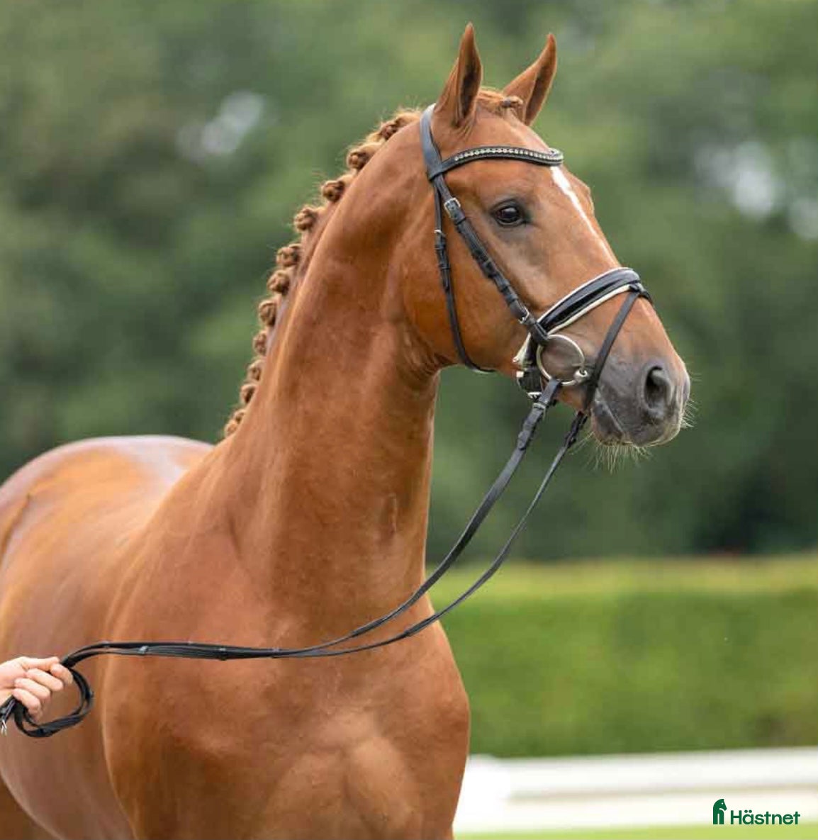 Dressyr hästar till salu: För satsande dressyrryttare  - Annons 4