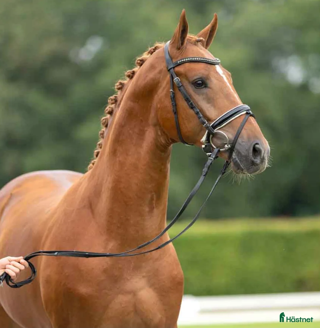 Dressyr hästar till salu: För satsande dressyrryttare  - Annons 1