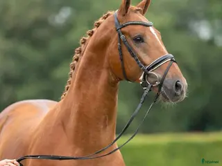 Dressyr hästar till salu: För satsande dressyrryttare - Annons 4