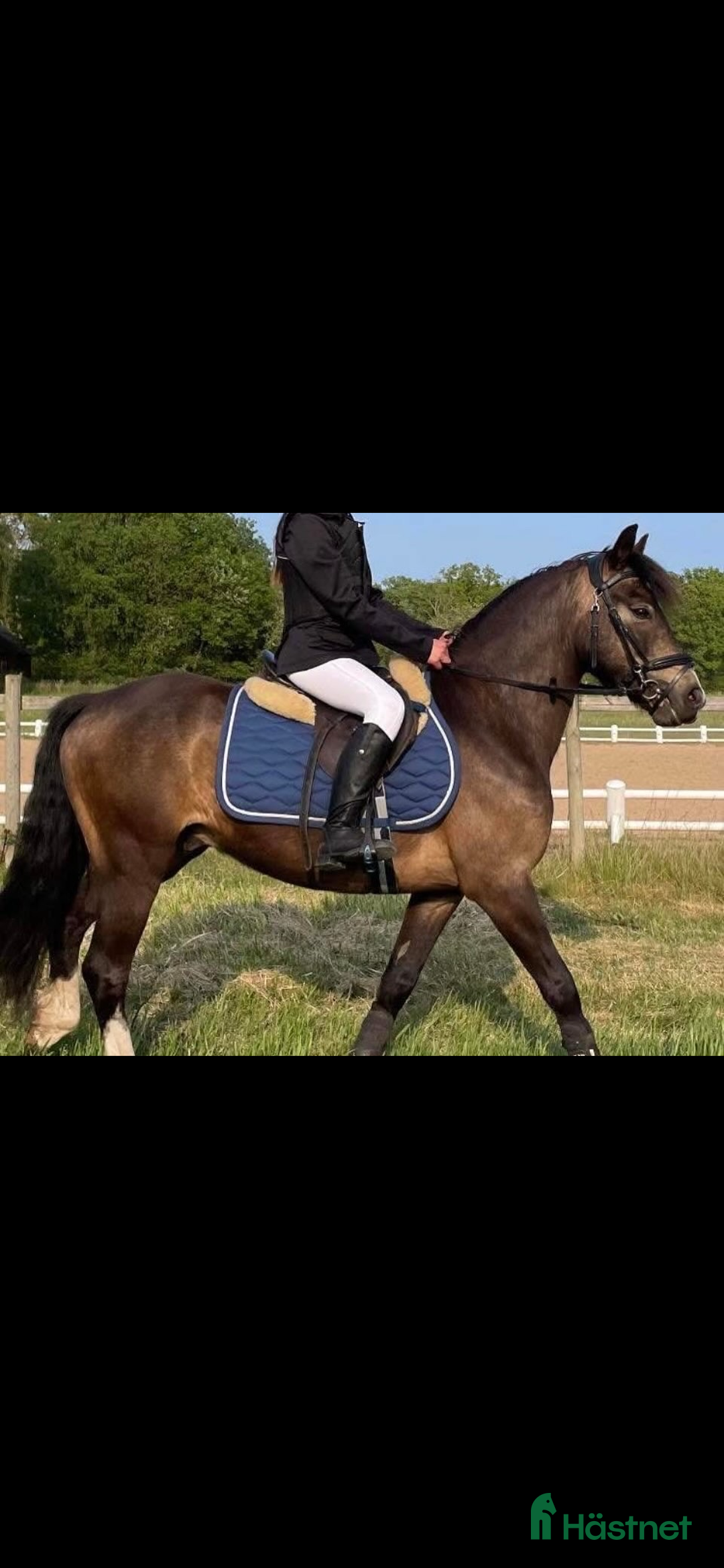 Allround hästar till salu: SM ponny i hoppning och fälttävlan till salu i Dösjebro - Annons 2