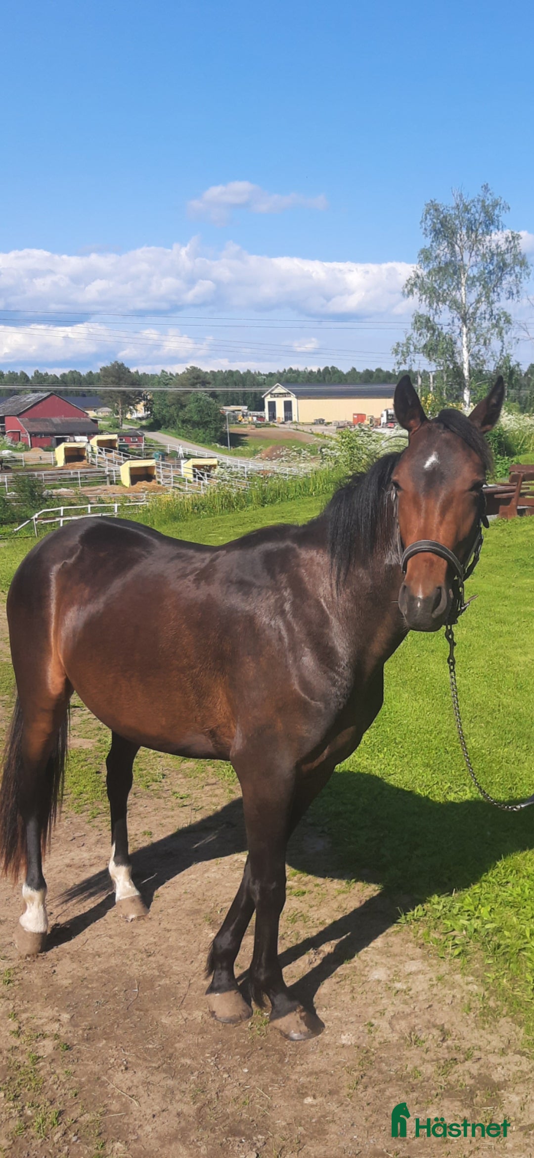 Trav hästar till salu: Välstammat 2års sto i Boden - Annons 1