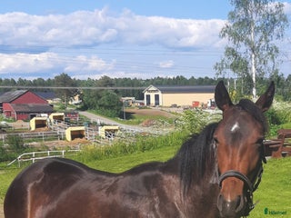 hästar Välstammat 2års sto i Boden - Annons 6