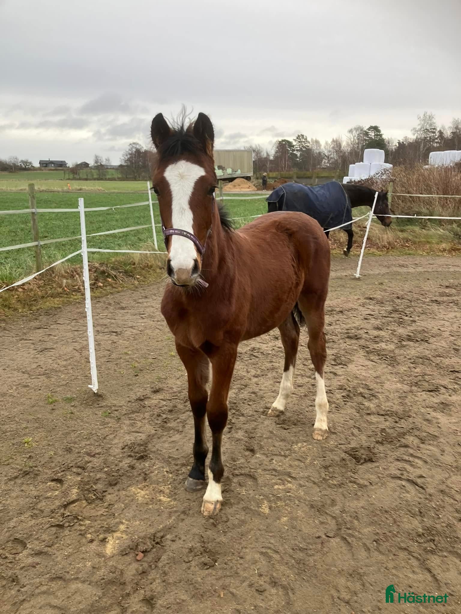  hästar Uttrycksfull och vackert sto i Tvååker - Annons 18