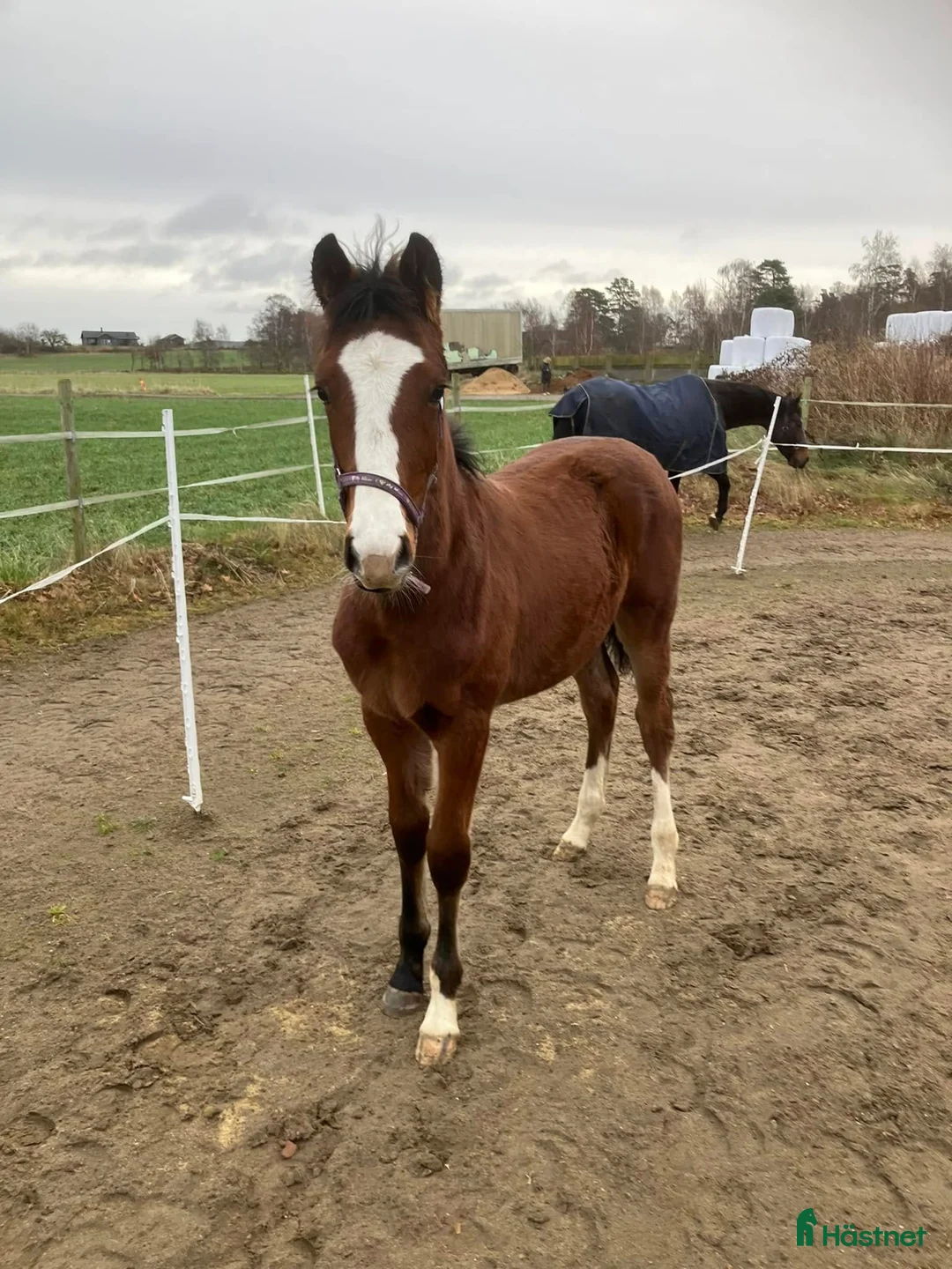 Dressyr hästar till salu: Uttrycksfull och vackert sto i Tvååker - Annons 1