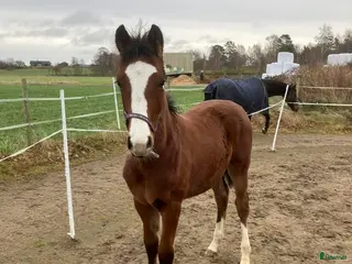 hästar Uttrycksfull och vackert sto i Tvååker - Annons 18