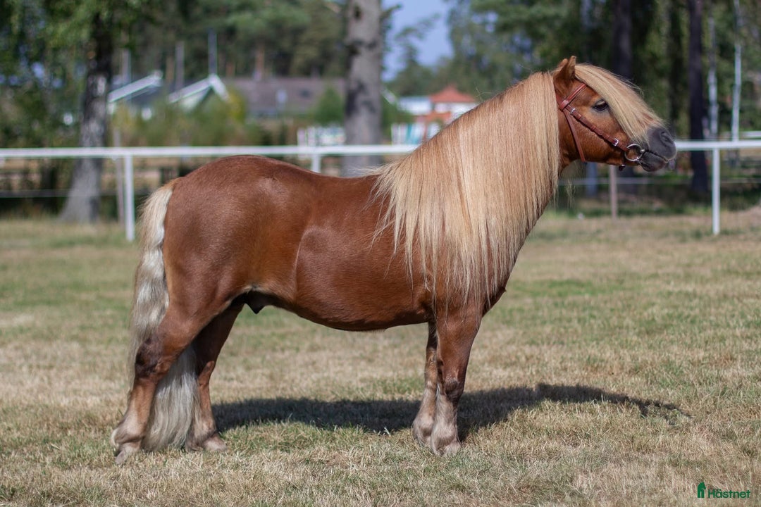 Allround hästar till salu: Lovande bruksponny i Vollsjö - Annons 11