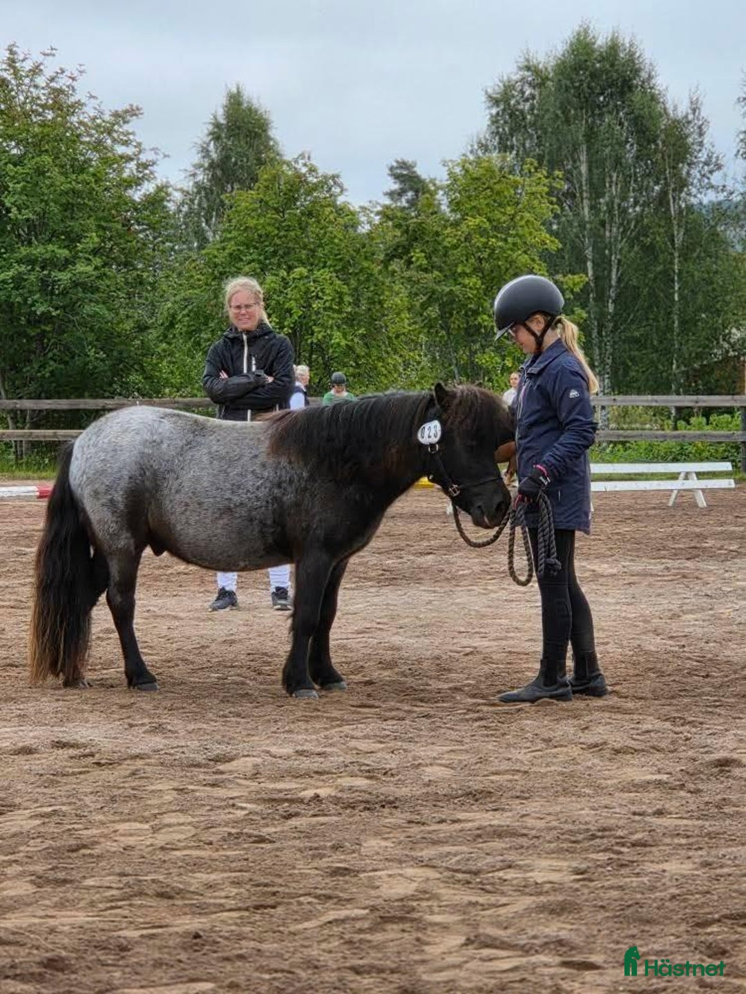 Körning hästar till salu: Väl inkörd valack. Bruks/ponnytrav. i Vikarbyn - Annons 6