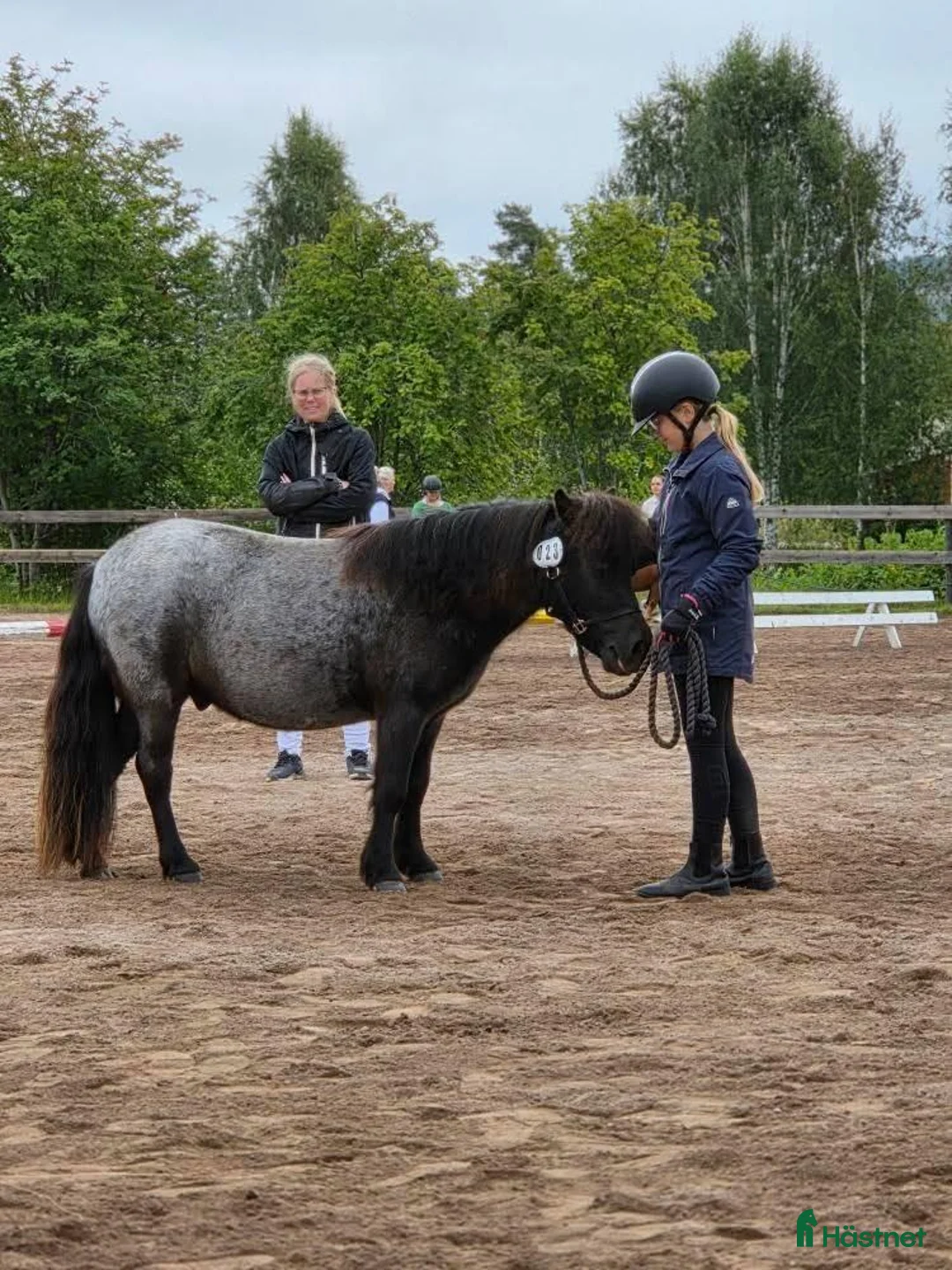 Körning hästar till salu: Väl inkörd valack. Bruks/ponnytrav. - Annons 6