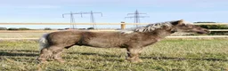 Allround hästar till salu: Underbart silversvart hingstföl  - Annons 7
