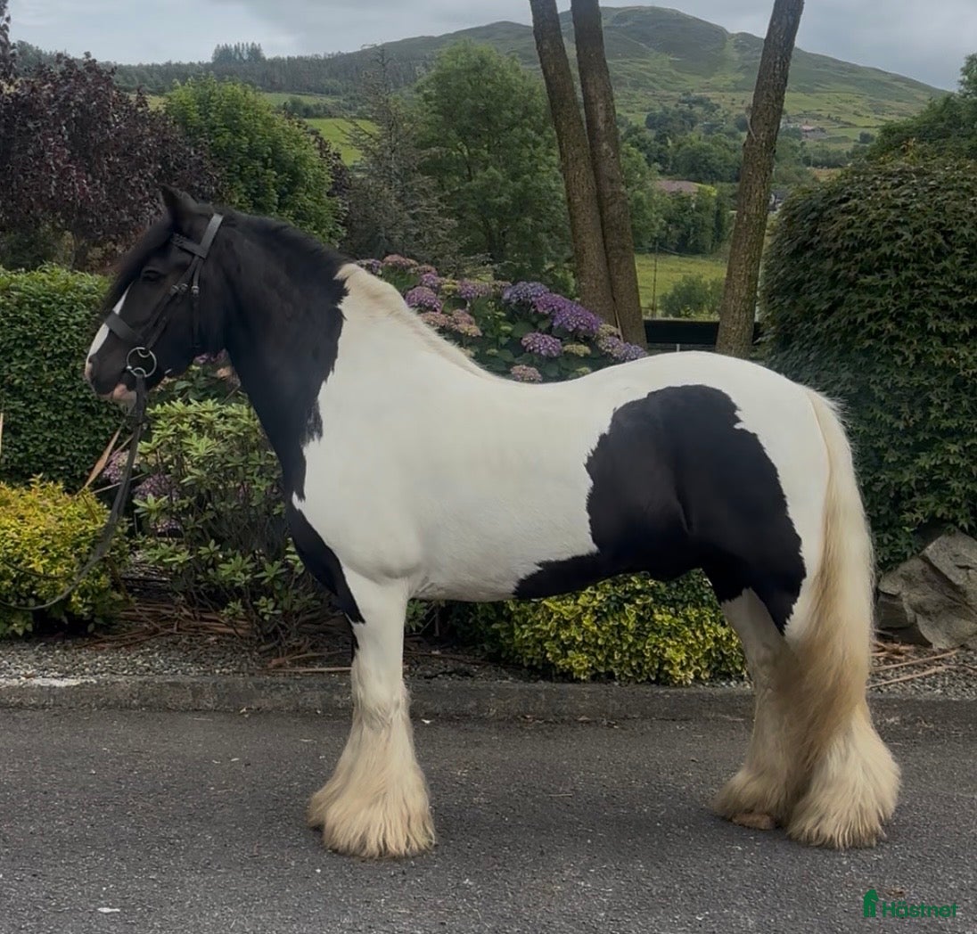  hästar The Ultimate Irish cob - Annons 2