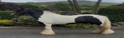 Allround hästar till salu: The Ultimate Irish cob - Annons 2