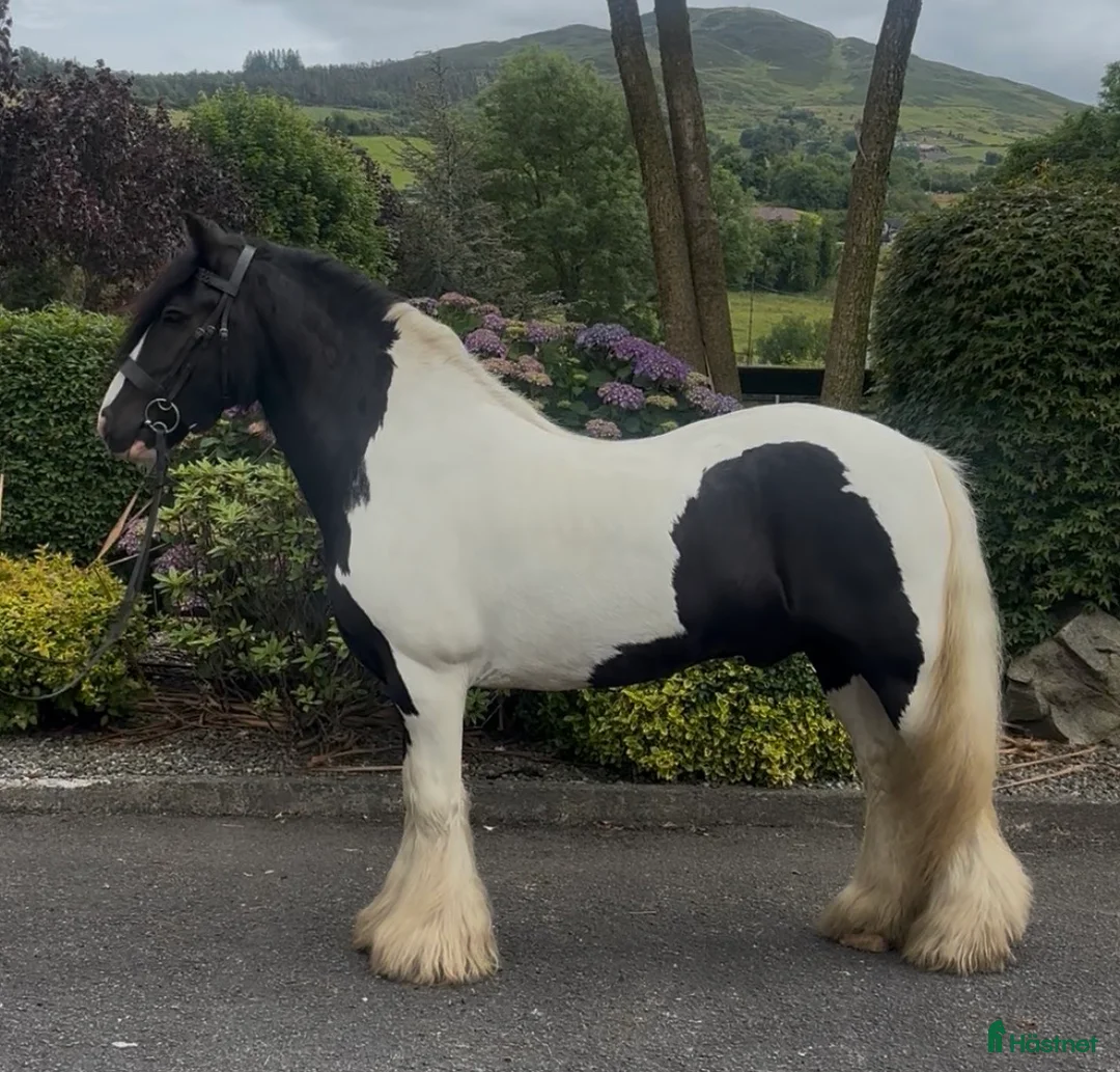 Allround hästar till salu: The Ultimate Irish cob - Annons 2